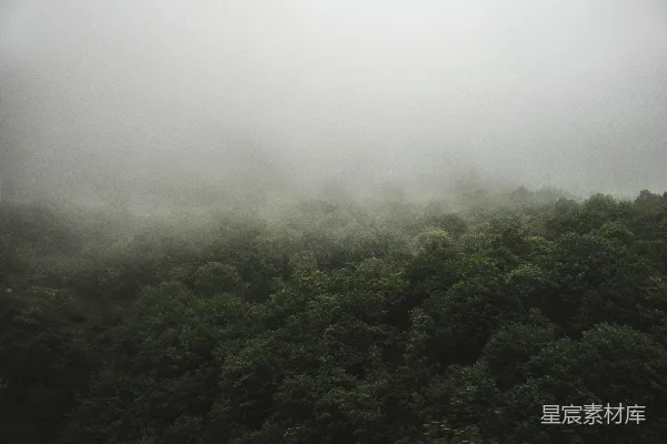 高清摄影 森林笼罩的 aerial 照片