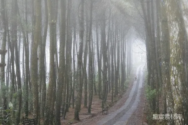 高清摄影 高树之间的空旷小径
