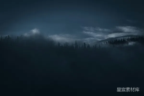 高清摄影 树的轮廓摄影