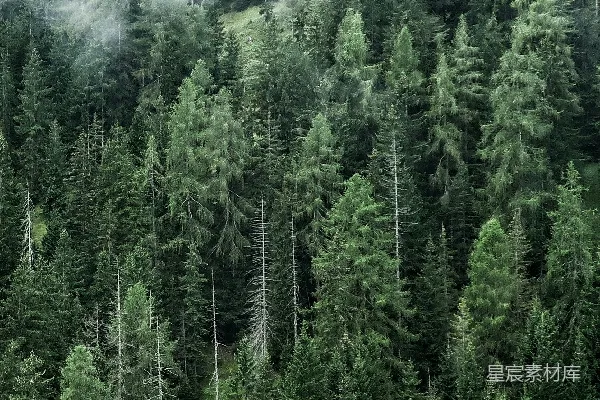 高清摄影 山间白天绿树