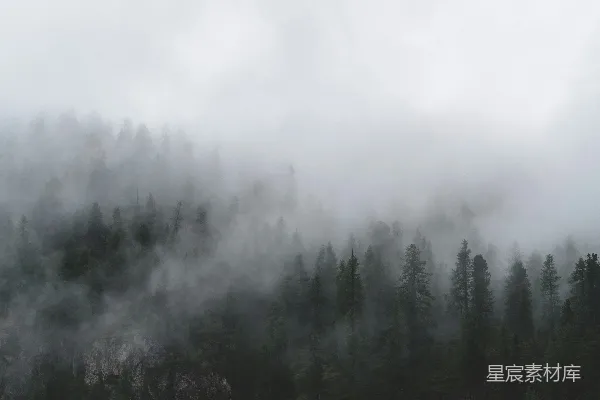 高清摄影 一片被雾和低垂的云朵覆盖的森林