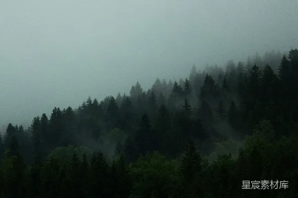 高清摄影 一棵树的森林