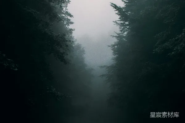 高清摄影 雾中围绕着树木的黑暗道路