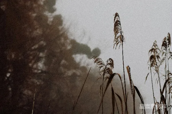 高清摄影 背景中有高高的草和树木的田野