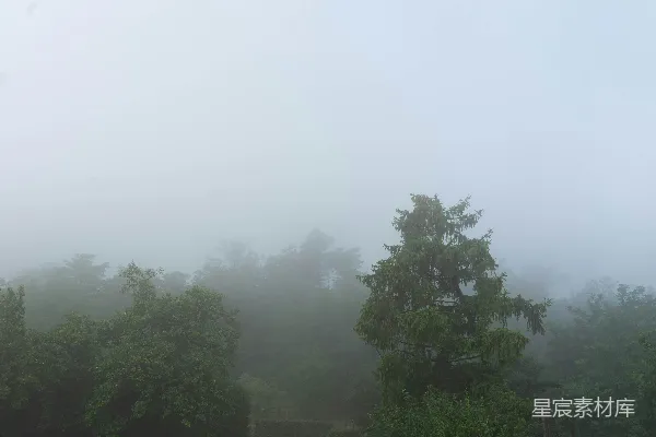 高清摄影 树林中的一个雾天