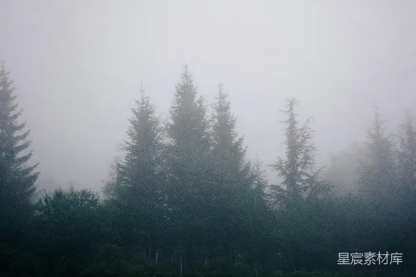 高清摄影 满是树木的雾林
