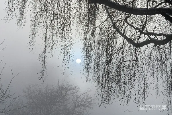 高清摄影 透过雾气的树林，阳光闪耀着。