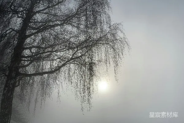 高清摄影 一棵被雾笼罩的树，阳光穿透枝叶洒落其中
