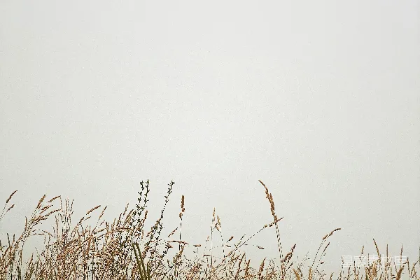高清摄影 绿草.fields下白天空中