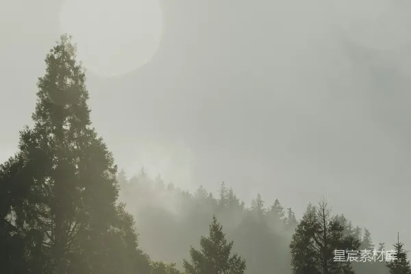 高清摄影 背景中有树木的一张模糊的森林照片