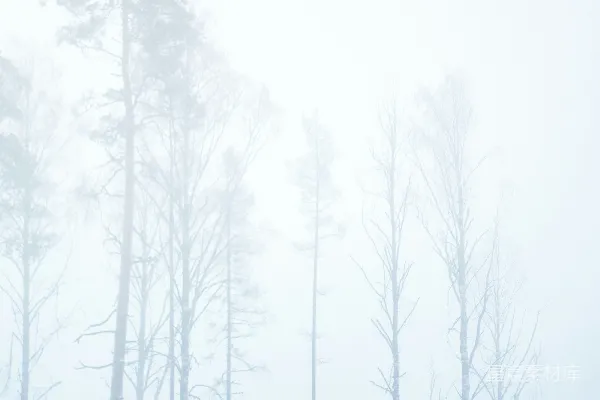 高清摄影 白天树木覆雪