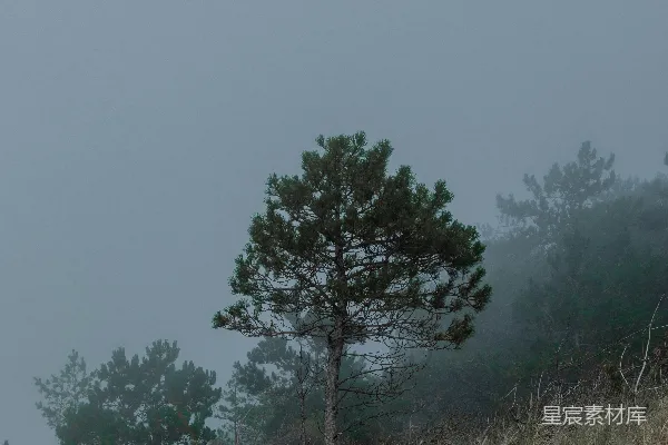 高清摄影 一群树在田野中