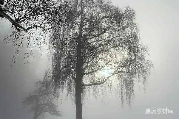 高清摄影 两树在雪中，阳光穿透雾气