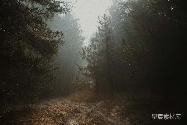 高清摄影 森林中一条破旧的土路