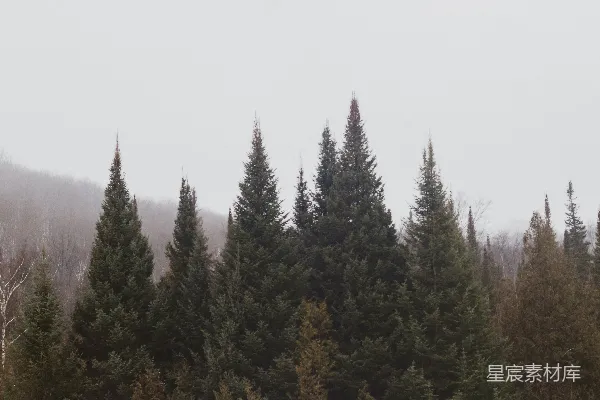 高清摄影 雪地里的一群树木