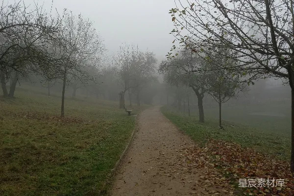 高清摄影 公园里一条雾气缭绕的小径，树木环绕。