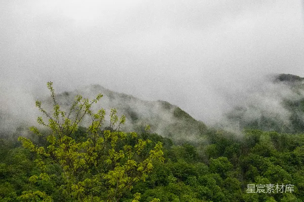 高清摄影 云雾覆盖下的山景和树木的一角