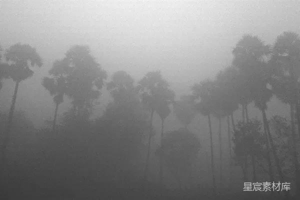 高清摄影 雾中的树