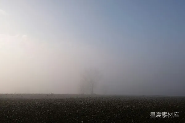 高清摄影 草地上一棵树 under the fog