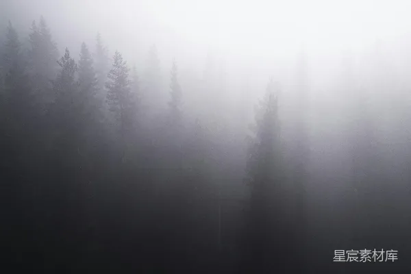 高清摄影 满是树木的雾林