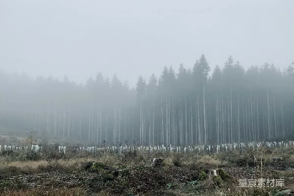 高清摄影 有雾的绿草 fields