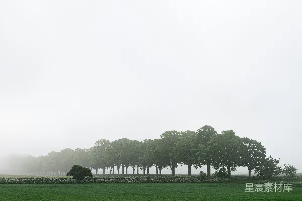 高清摄影 远处一片雾气笼罩的田野，有一排树木。