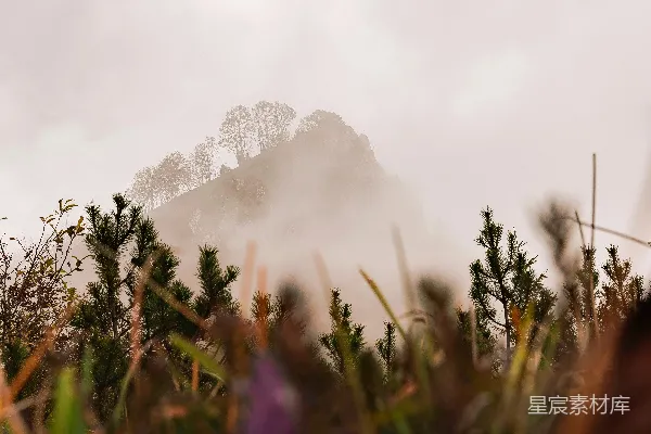 高清摄影 白天山脚下紫色的花田