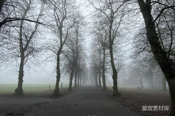 高清摄影 两边都有树的道路