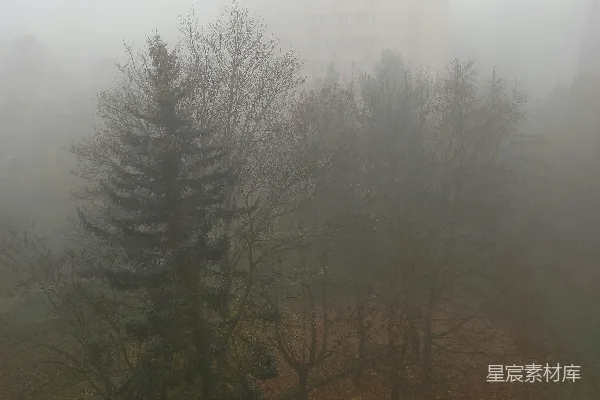 高清摄影 满是树木的雾林