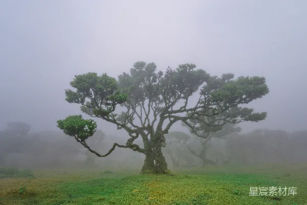 高清摄影 雾气中的田间的一棵树