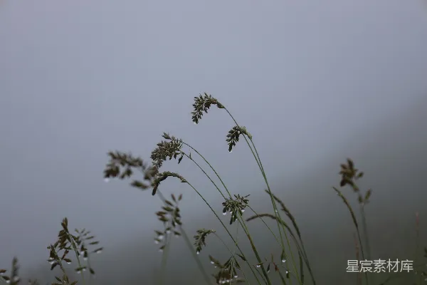 高清摄影 一些植物的特写镜头