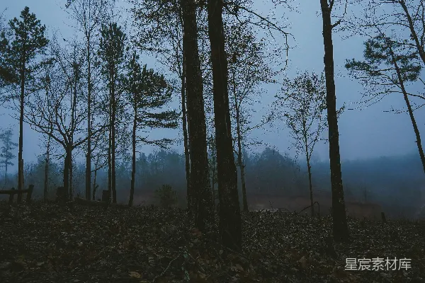 高清摄影 白天绿树丛生的褐色草地上