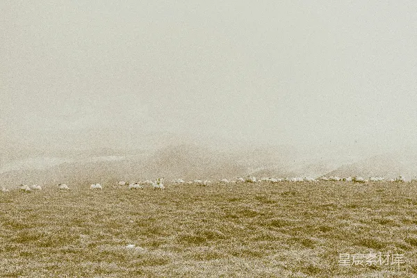 高清摄影 雾天里的绿草 fields with green grass under foggy weather