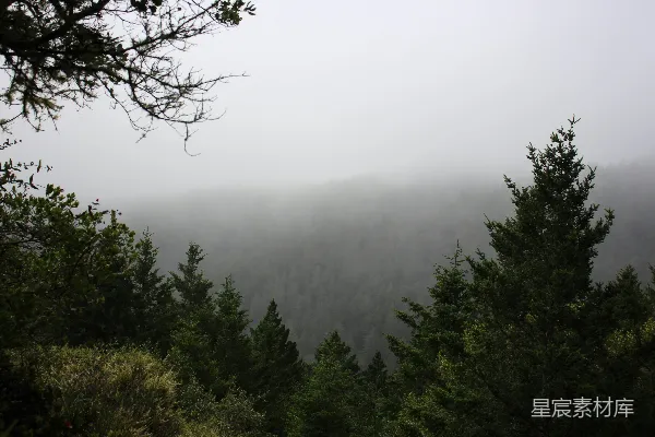 高清摄影 满是树木的雾林