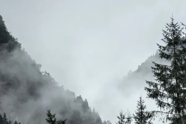 高清摄影 黑白照片中的树木和雾气