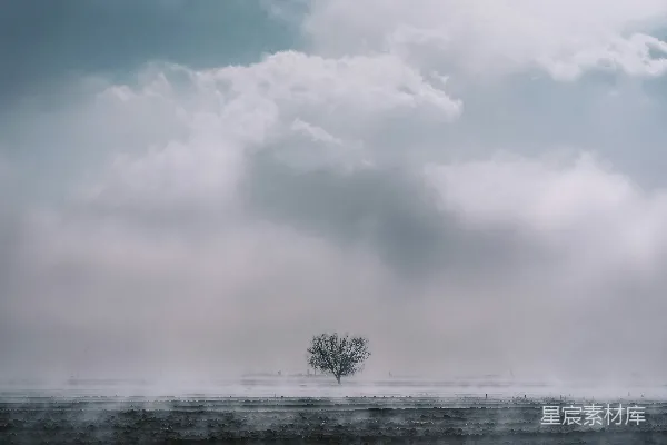 高清摄影 一片雾气中的孤树