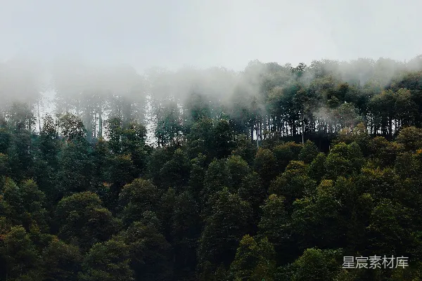 高清摄影 山坡上的一群树木被雾笼罩着。