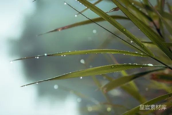 高清摄影 绿叶植物