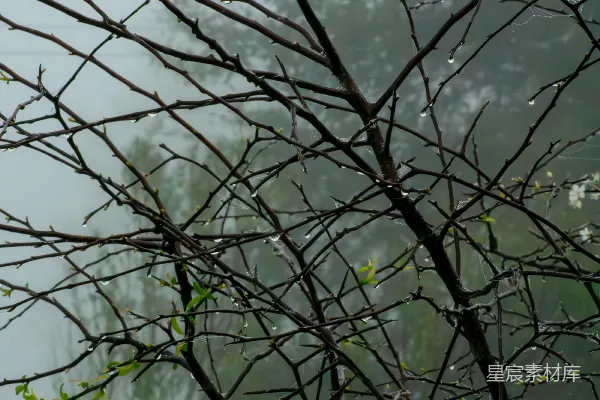 高清摄影 一只鸟栖息在树枝上