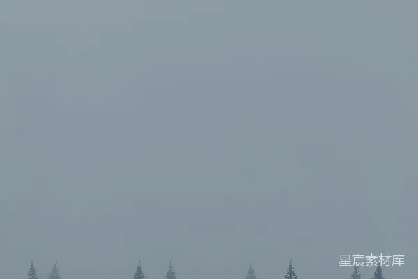 高清摄影 一群站在雪中的树木