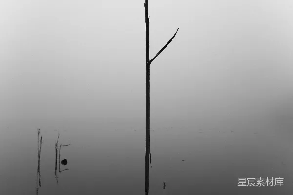 高清摄影 黑白照片中的一棵树倒映在水中