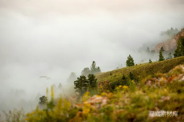 高清摄影 绿树丛生，野草青青的山间迷雾景观。