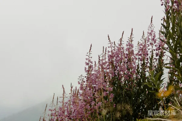高清摄影 背景中有山的一片紫色花田