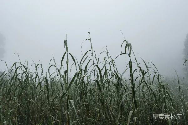 高清摄影 前景中一片迷雾笼罩的草地