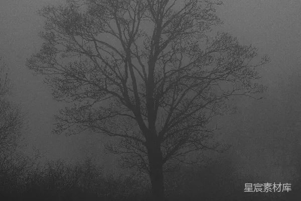 高清摄影 灰-field上一片无叶的树
