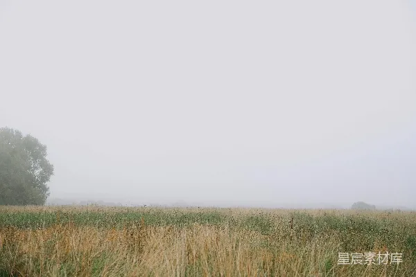 高清摄影 远处一片迷雾中的 lone 树。
