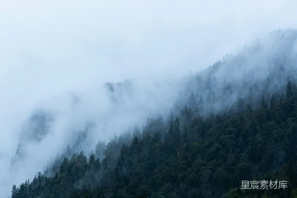 高清摄影 一棵树的森林
