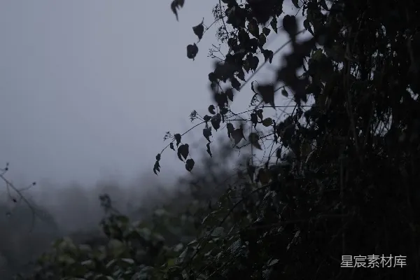 高清摄影 远处一棵树的模糊画面