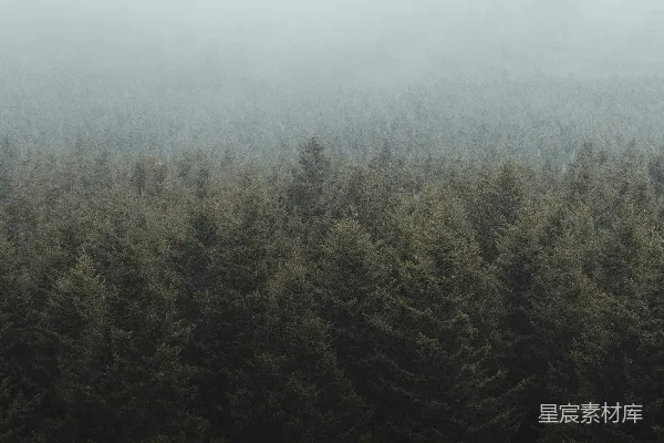 高清摄影 白天天边绿树成荫