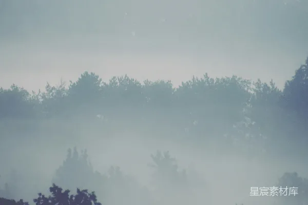 高清摄影 被雾笼罩的绿树